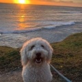 Honey the Spanish Water Dog