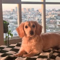 Mac the Mini Dox’s Working Fur Kids Fundraiser