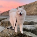 Nube the Samoyed