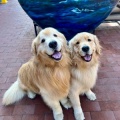 Chase n Chester
