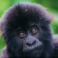 Pacifique Tuyisenge