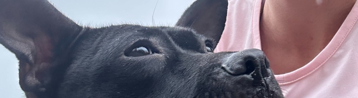 Chicago Half for Companion Animals Banner Image