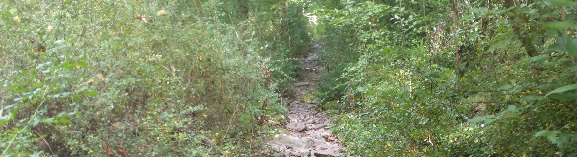 Gorillarun Banner Image