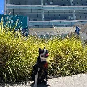 Chopper's Profile Image