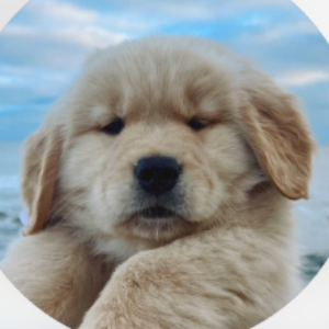 The Golden Boy's Profile Image