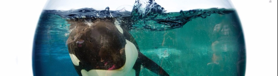 Daveena's Fundraiser for the Animals in Marineland, Ontario Banner Image