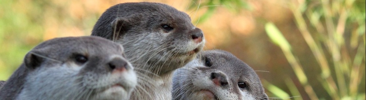 Malika's Fundraise for Animals Banner Image