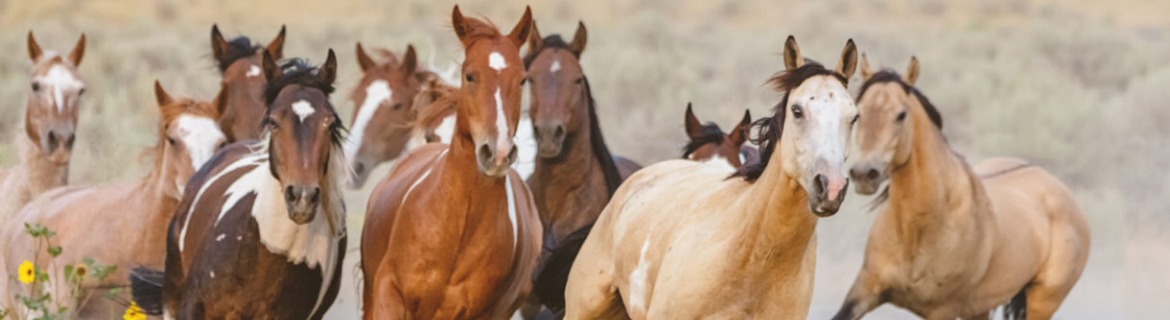 Racing (On Free Will) Banner Image