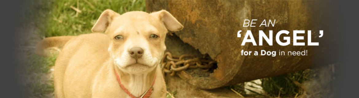 Help Raise Money to Give a Lonely Backyard Dog a Doghouse! Banner Image