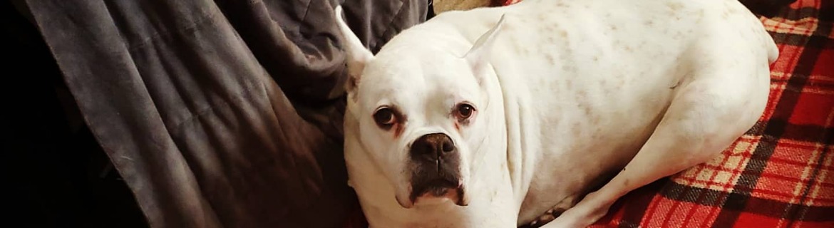 Casper Doodies Memorial Banner Image