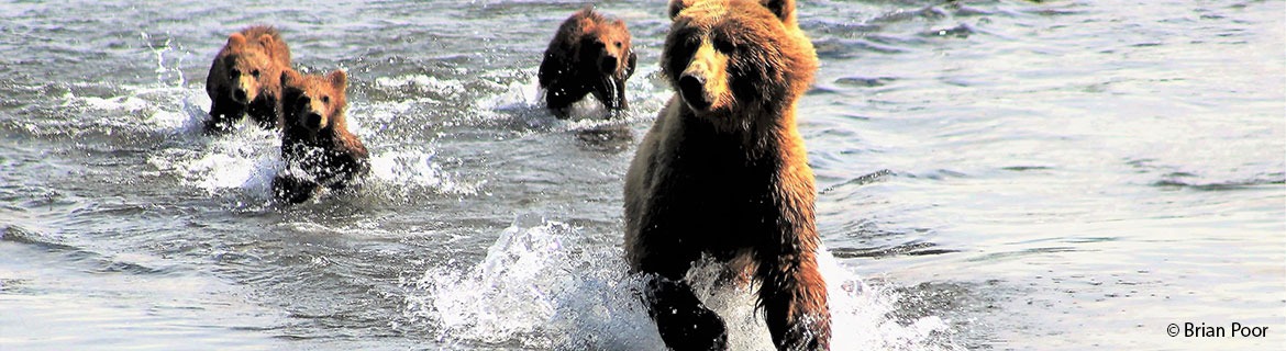 Help this party animal fundraise for wildlife! Banner Image