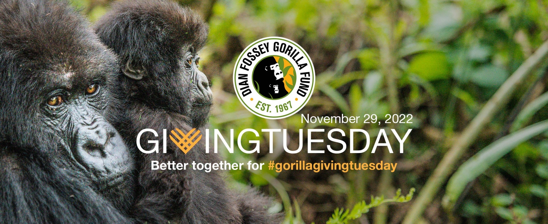 Gorilla Giving Tuesday 2022