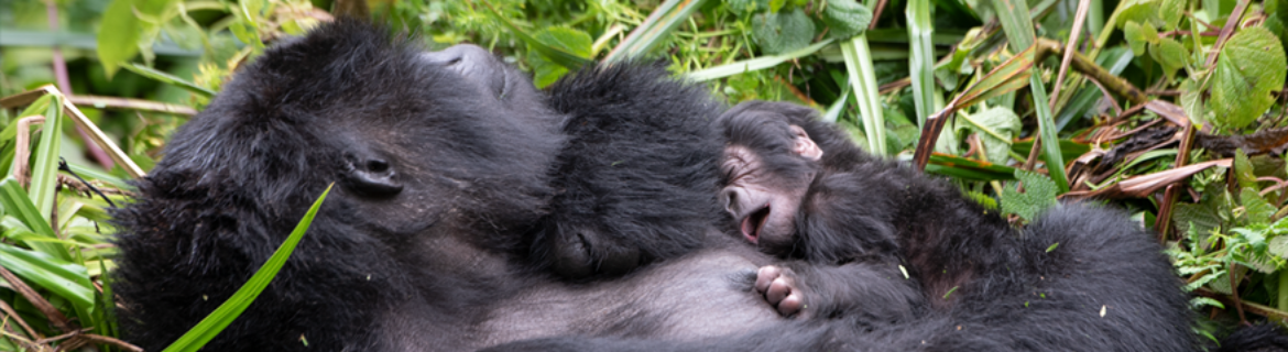 Fossey Fund Board Banner Image