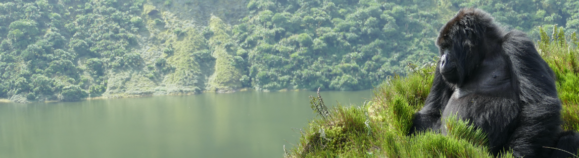 Gorillas Are Awesome! Banner Image