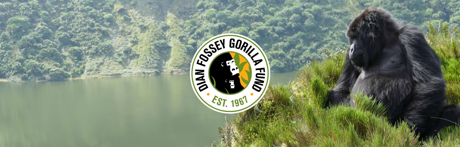 Fundraise for the Dian Fossey Gorilla Fund