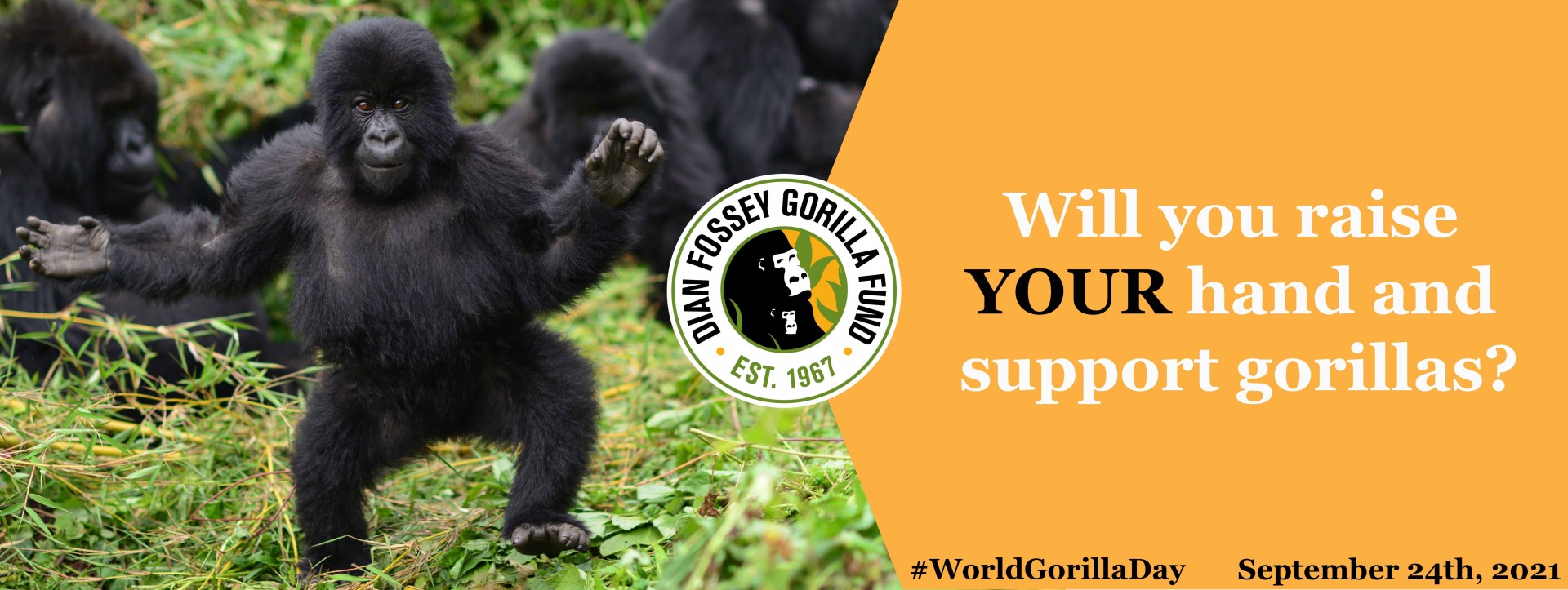 World Gorilla Day 2021