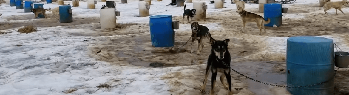 Help Emily fundraise to end the cruel and deadly Iditarod! Banner Image