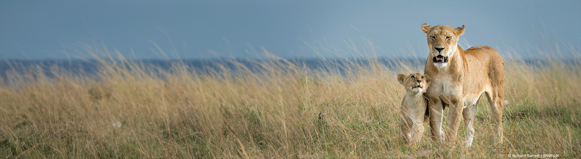 Support WWF as Michael Runs the New York City Half Marathon Banner Image