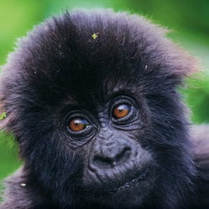 Pacifique's Profile Image