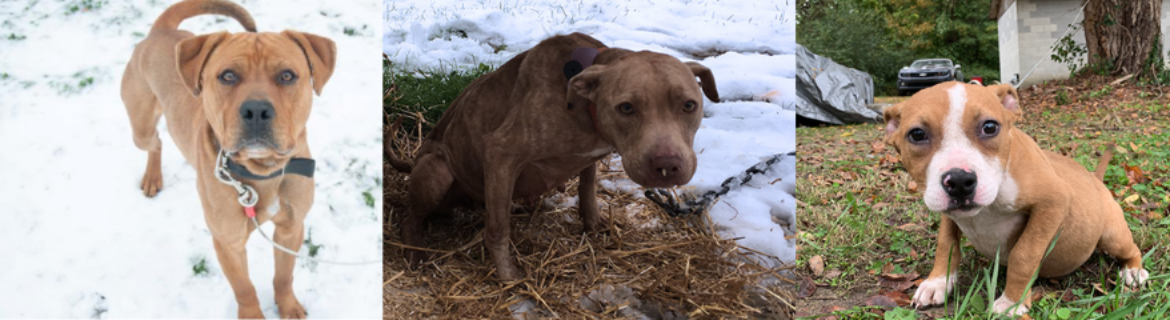 London Marathon: raising funds for PETA's Rescue Team. Banner Image