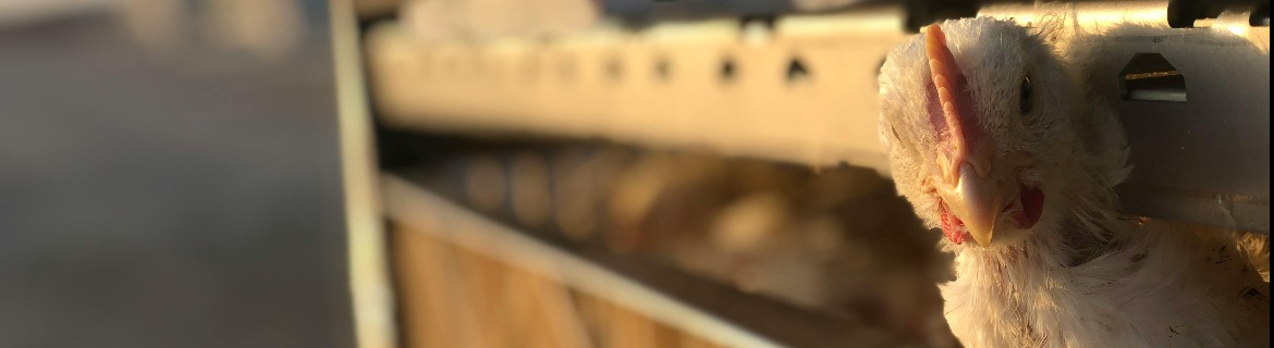 Help Rescue cows and their children from dairy farms! Banner Image